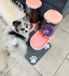 Lost Male Dog last seen 59th st and Hooper, Los Angeles, CA 90001