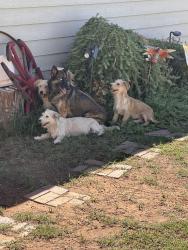 Found/Stray Female Dog last seen Rainbow Trl & Tuthill Rd, Buckeye, AZ 85326