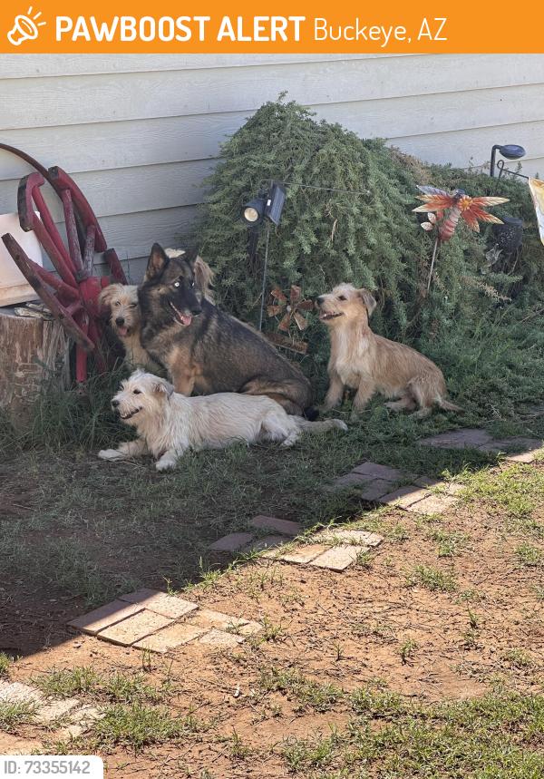 Found/Stray Female Dog last seen Rainbow Trl & Tuthill Rd, Buckeye, AZ 85326