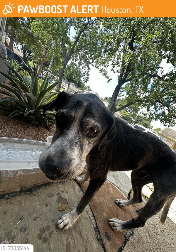 Found/Stray Male Dog last seen Bushy creek, Houston, TX 77070