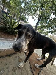 Found/Stray Male Dog last seen Bushy creek, Houston, TX 77070