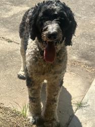 Found/Stray Female Dog last seen 50th Street & Hamilton Rd, Columbus, GA 31904