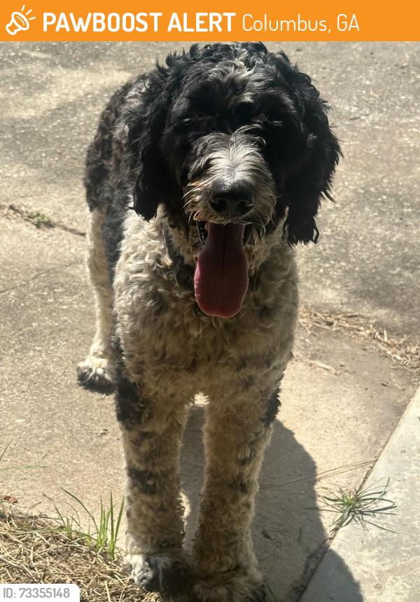 Found/Stray Female Dog last seen 50th Street & Hamilton Rd, Columbus, GA 31904
