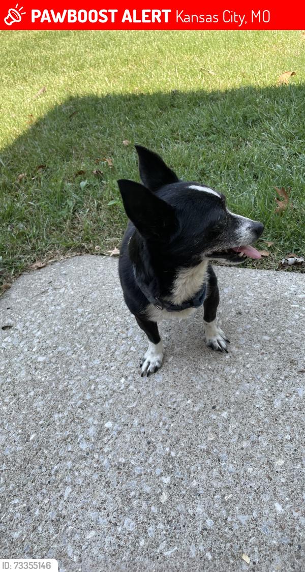 Lost Male Dog last seen 107th & Skiles, Kansas City, MO 64134