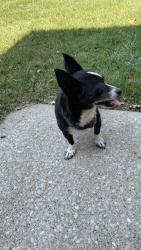 Lost Male Dog last seen 107th & Skiles, Kansas City, MO 64134