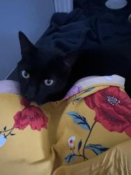 Reunited Female Cat last seen By Zion cemetery on laurel hill (Columbia), Columbia, PA 17512