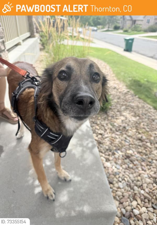 Found/Stray Female Dog last seen 134th and Holly, Thornton, CO 80241