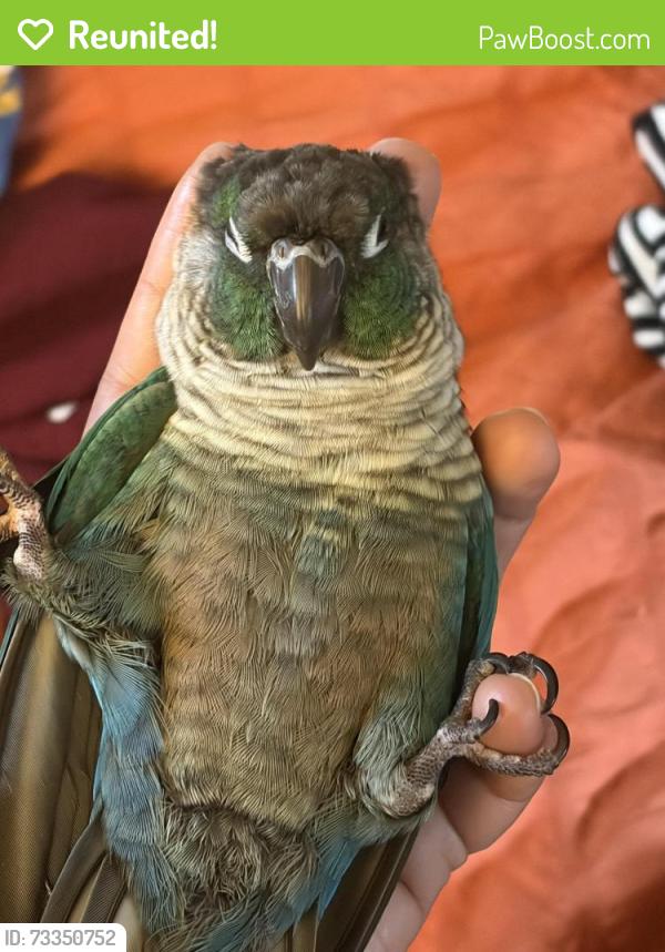 Reunited Male Bird last seen Dayton place, Shoreline, WA 98133