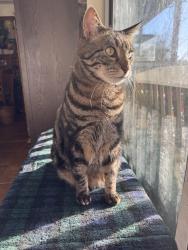 Lost Male Cat last seen Mountain Glen Road, Ringwood, NJ 07456