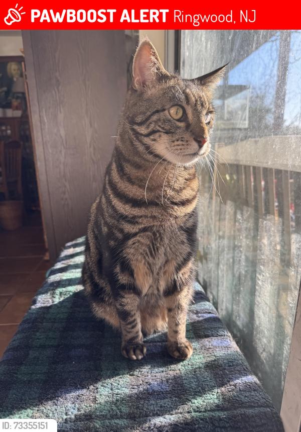 Lost Male Cat last seen Mountain Glen Road, Ringwood, NJ 07456