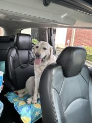 Found/Stray Unknown Dog last seen Clay St & W 87th Pl, Westminster, CO 80031