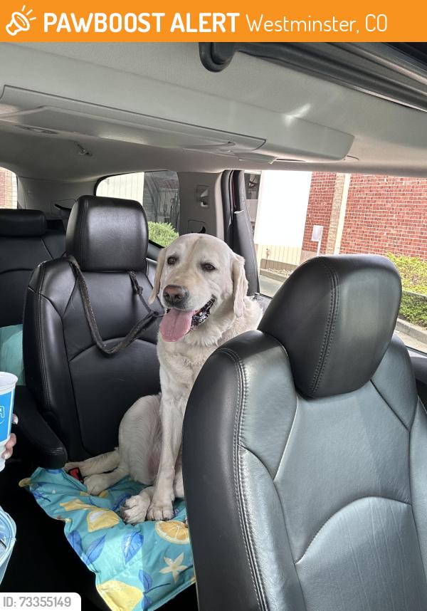 Found/Stray Unknown Dog last seen Clay St & W 87th Pl, Westminster, CO 80031