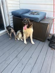 Found/Stray Female Dog last seen Tompkins Avenue, South Plainfield, NJ 07080
