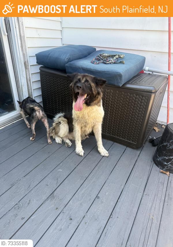 Found/Stray Female Dog last seen Tompkins Avenue, South Plainfield, NJ 07080