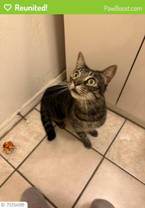 Reunited Male Cat last seen Reseda and Saticoy, Los Angeles, CA 91335