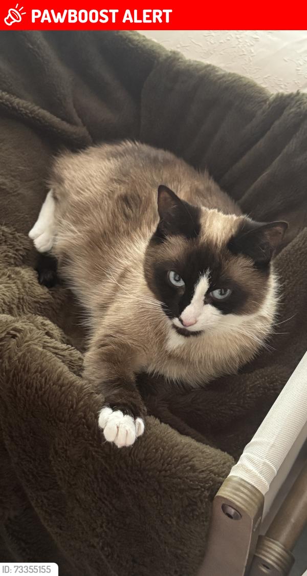 Lost Female Cat last seen Sycamore crescent, Greater Manchester, England OL6 8PS