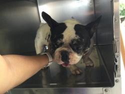 Shelter Stray Male Dog last seen Near BLOCK SKYVIEW RD, JURUPA VALLEY, CA, 6851 Van Buren Boulevard, Jurupa Valley, CA 92509, USA