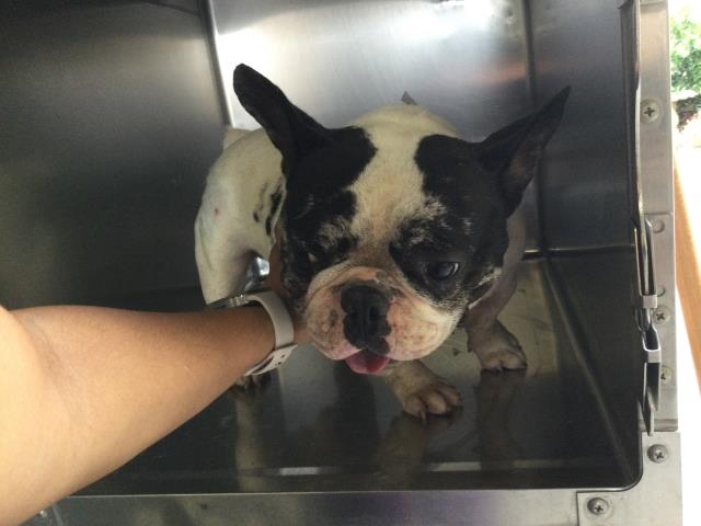 Shelter Stray Male Dog last seen Near BLOCK SKYVIEW RD, JURUPA VALLEY, CA, 6851 Van Buren Boulevard, Jurupa Valley, CA 92509, USA