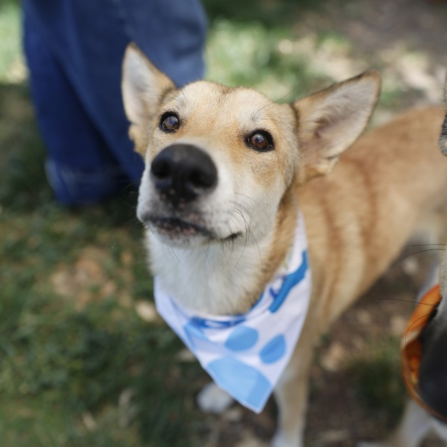 Shelter Stray Female Dog last seen YMCA BANDERA, 4710 TX-151, San Antonio, TX 78227, USA