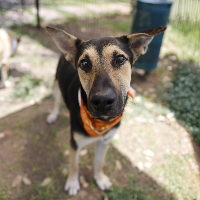 Shelter Stray Male Dog last seen YMCA BANDERA, 4710 TX-151, San Antonio, TX 78227, USA