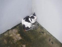 Shelter Stray Male Cat last seen Near BLOCK NW 2 AVE, 3599 NW 79th Ave, Doral, FL 33122, USA