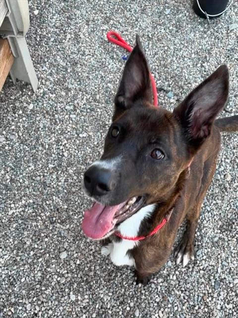 Shelter Stray Female Dog last seen Near BLOCK W GAULBERT AVE, 3528 Newburg Rd, Louisville, KY 40218, USA