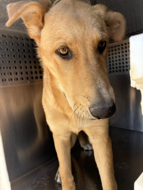 Shelter Stray Female Dog last seen 479TH AVE COURTHOUSE RD, 2500 S 27th Ave, Phoenix, AZ 85009, USA