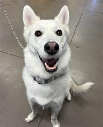 Shelter Stray Male Dog last seen 39TH AVE AND BUTLER DR, 2500 S 27th Ave, Phoenix, AZ 85009, USA