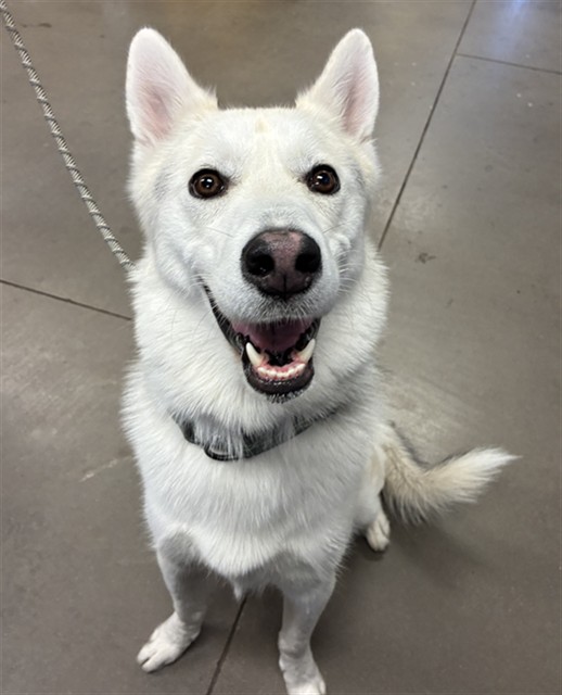 Shelter Stray Male Dog last seen 39TH AVE AND BUTLER DR, 2500 S 27th Ave, Phoenix, AZ 85009, USA