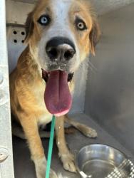 Shelter Stray Female Dog last seen 479TH AVE COURTHOUSE RD, 2500 S 27th Ave, Phoenix, AZ 85009, USA