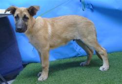 Shelter Stray Male Dog last seen , 216 W Victoria St, Gardena, CA 90248, USA