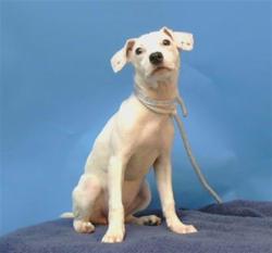 Shelter Stray Female Dog last seen , 216 W Victoria St, Gardena, CA 90248, USA