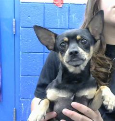 Shelter Stray Male Dog last seen Near BLOCK LOUISISNA BLVD SE, 8920 Lomas Blvd NE, Albuquerque, NM 87112, USA