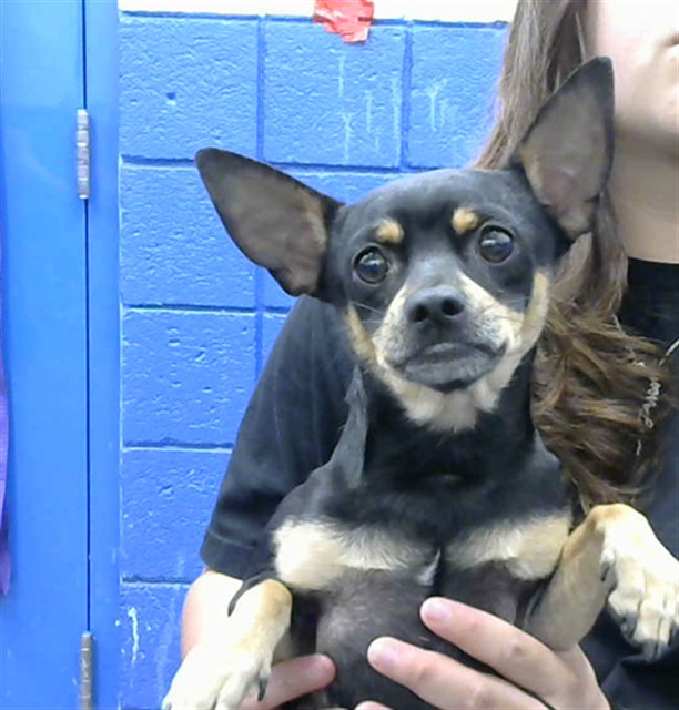 Shelter Stray Male Dog last seen Near BLOCK LOUISISNA BLVD SE, 8920 Lomas Blvd NE, Albuquerque, NM 87112, USA