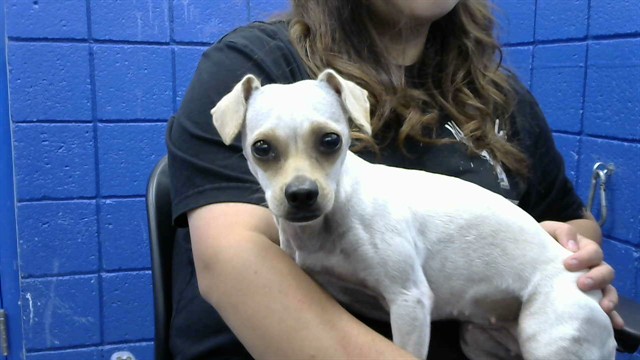 Shelter Stray Female Dog last seen Near BLOCK LOUISISNA BLVD SE, 8920 Lomas Blvd NE, Albuquerque, NM 87112, USA