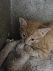 Shelter Stray Male Cat last seen 98TH/GIBSON, 8920 Lomas Blvd NE, Albuquerque, NM 87112, USA