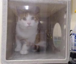 Shelter Stray Male Cat last seen Near BLOCK E QUINCY AVE, DENVER CO 80237, 1241 W Bayaud Ave, Denver, CO 80223, USA