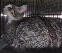 Shelter Stray Female Cat last seen , 1850 W 60th St, Los Angeles, CA 90047, USA