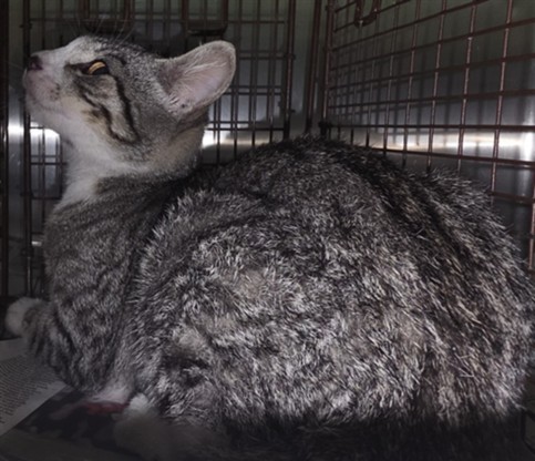 Shelter Stray Female Cat last seen , 1850 W 60th St, Los Angeles, CA 90047, USA