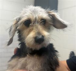 Shelter Stray Female Dog last seen E 42ND ST X N SIERRA WAY, 333 Chandler Pl, San Bernardino, CA 92408, USA