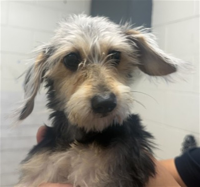 Shelter Stray Female Dog last seen E 42ND ST X N SIERRA WAY, 333 Chandler Pl, San Bernardino, CA 92408, USA