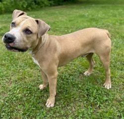 Shelter Stray Male Dog last seen , 38550 Sierra Hwy, Palmdale, CA 93550, USA
