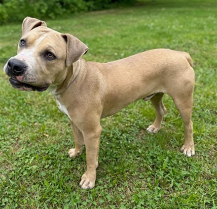 Shelter Stray Male Dog last seen , 38550 Sierra Hwy, Palmdale, CA 93550, USA