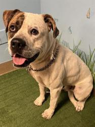 Shelter Stray Male Dog last seen , 38550 Sierra Hwy, Palmdale, CA 93550, USA
