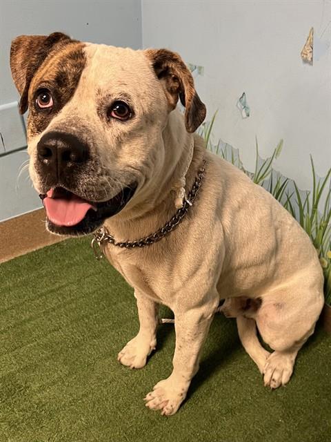 Shelter Stray Male Dog last seen , 38550 Sierra Hwy, Palmdale, CA 93550, USA