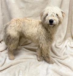 Shelter Stray Male Dog last seen , 38550 Sierra Hwy, Palmdale, CA 93550, USA