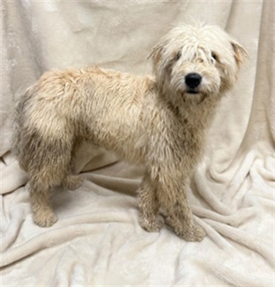 Shelter Stray Male Dog last seen , 38550 Sierra Hwy, Palmdale, CA 93550, USA