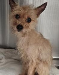 Shelter Stray Female Dog last seen , 3201 Lacy St, Los Angeles, CA 90031, USA