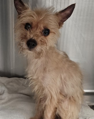 Shelter Stray Female Dog last seen , 3201 Lacy St, Los Angeles, CA 90031, USA