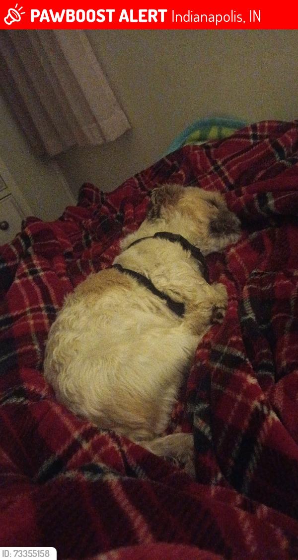 Lost Male Dog last seen Near w 51st dr s indianapolis in 46254, Indianapolis, IN 46254